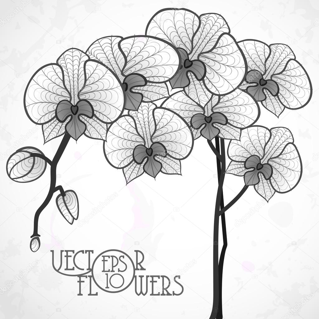 Black Orchid Drawing Black Orchid Drawing