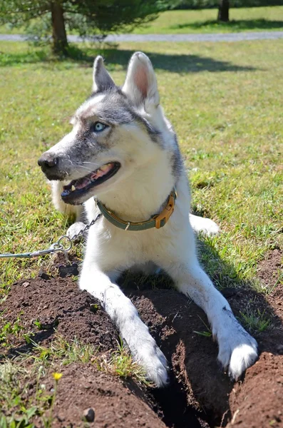 Dog Digging Damaging Turf