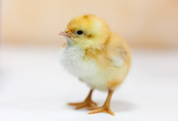 Small yellow chicken