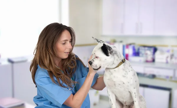Veterinary with a dog for a review