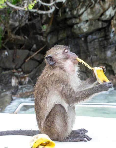 Monkey banana