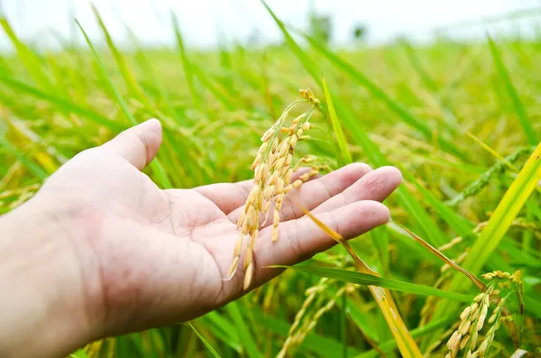 Hand with rice field