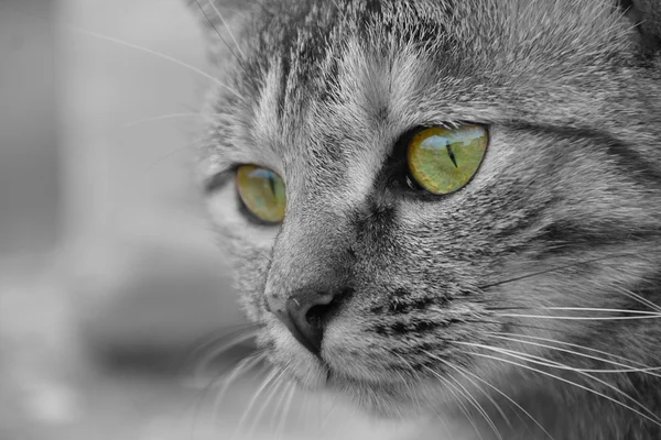 Close-up of cat face with green eyes.