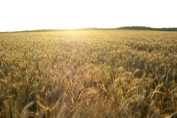 Background with ears of wheat rye field at sunset