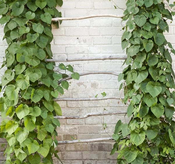 http://st.depositphotos.com/1473684/3040/i/450/depositphotos_30407449-Green-creeper.jpg