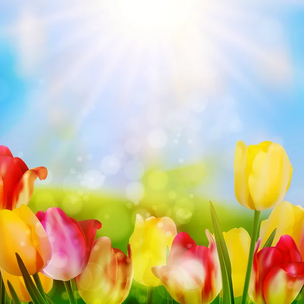 Colorful spring flowers tulips. EPS 10