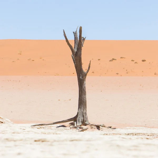 Dead acacia trees and red dunes of Namib desert