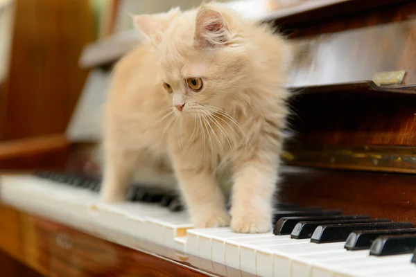 Cat and piano