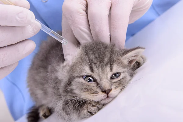 Veterinarian treats kitten