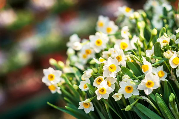 Bunch of white daffodils at a spring flower market