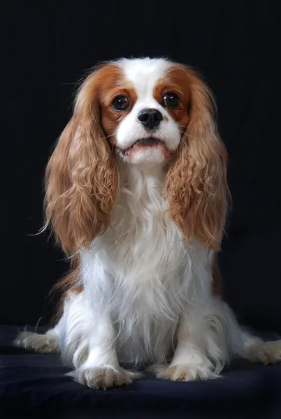 Cavalier King Charles Spaniel dog