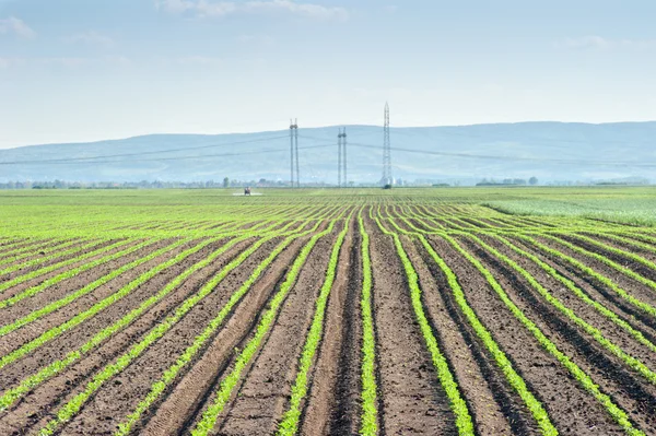 Soybean field