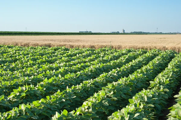 Soybean field