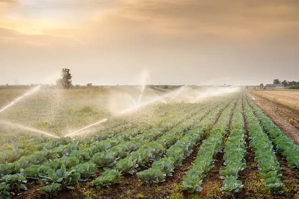 Irrigation of vegetables