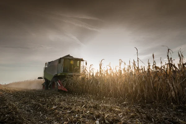 Combine harvesting crop corn
