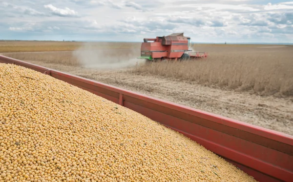 Harvesting of soy bean field