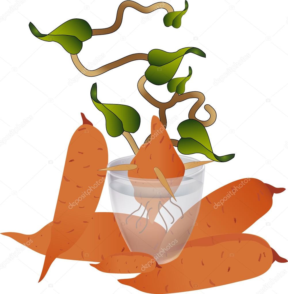 clipart of yam - photo #30
