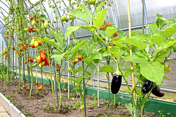 Tomatoes and eggplants growing in the greenhouse