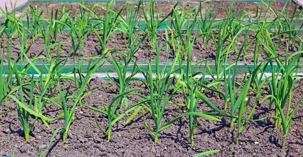 Vegetable bed for growing garlic
