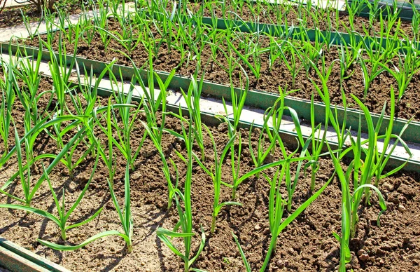 Vegetable beds for growing garlic