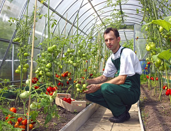 Worker harvests tomatoes in the greenhouse