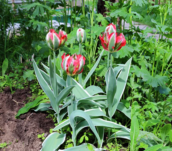 Red and green parrot tulips