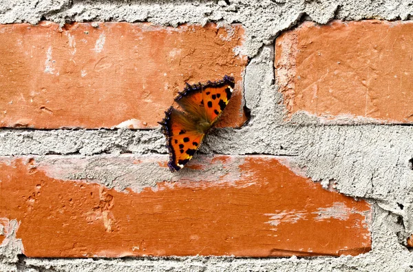 Red butterfly