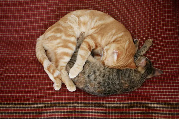 Two cats curled up
