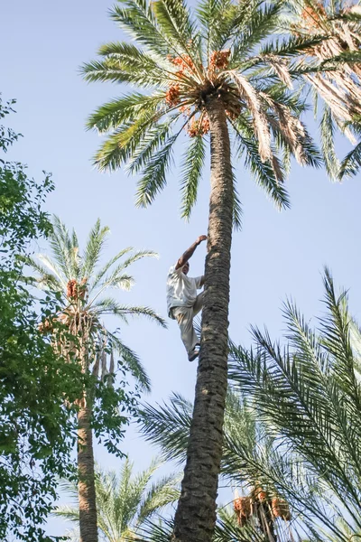 Man climbing on date palm tree at oasis
