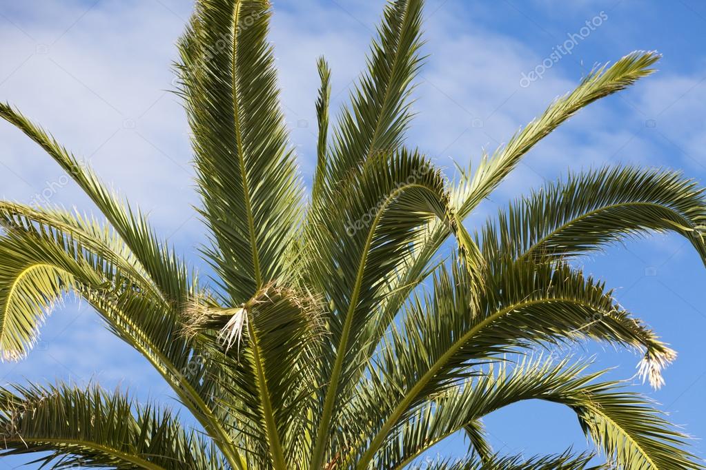 Große Palme oben blauer Himmel — Stockfoto © TKphotography 13913827