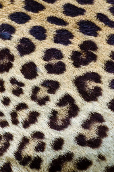 Leopard hair closeup