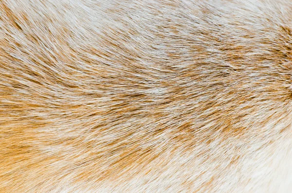 Closeup image of big dog hair