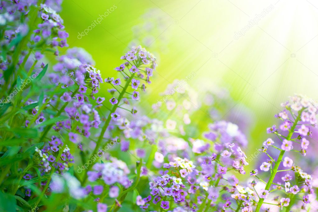Beautiful Summer Flowers Beautiful Summer Flowers Summe