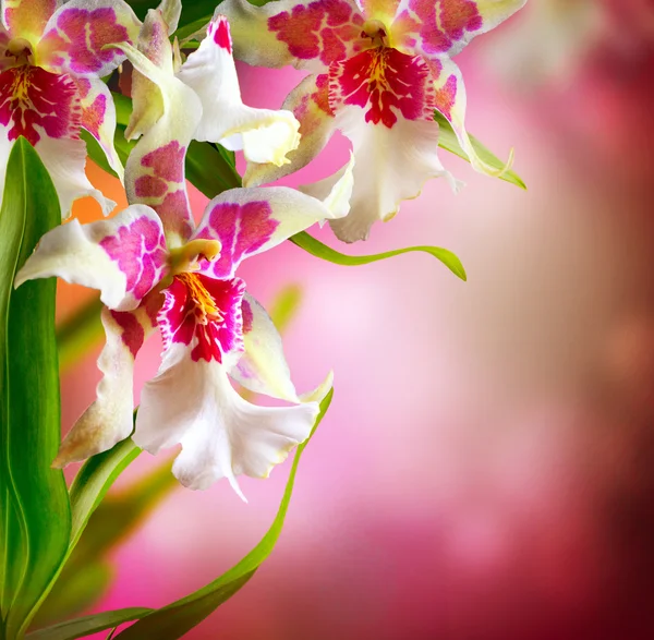 Orchid Flowers Design