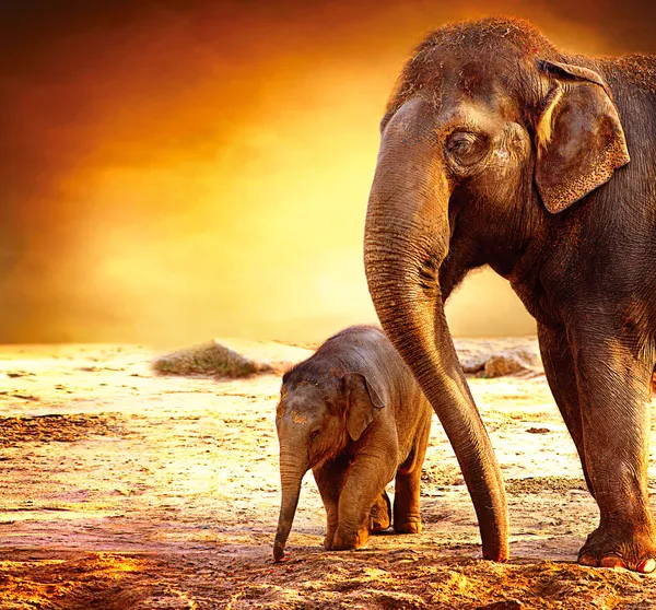 Elephant Mother and Baby outdoors