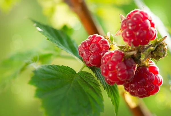 Raspberry. Growing Organic Berries closeup