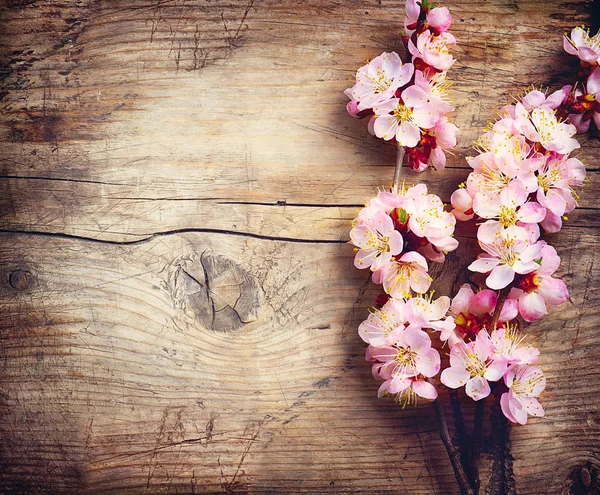 Spring Blossom over wooden background