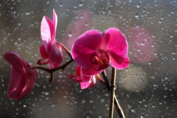 Flowers orchid on a rain drops background