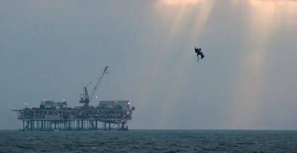Off Shore Oil Platform with Pelican Diving in Ocean