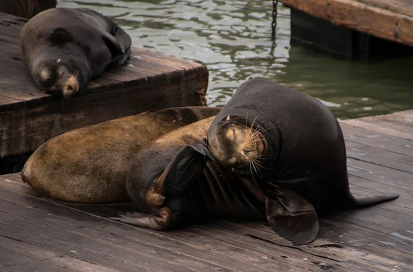 Sea Lions (Phoca Vitulina) at Rest