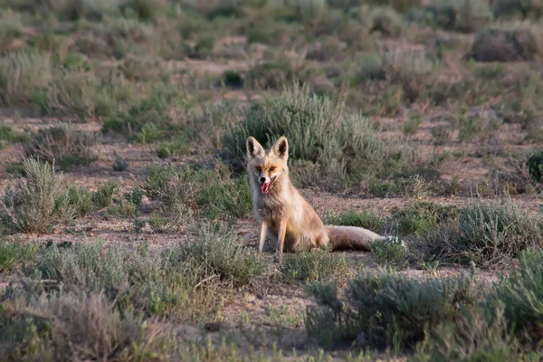 Red fox in desert area