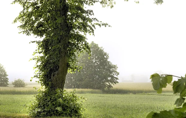 Field of grain during heavy rain