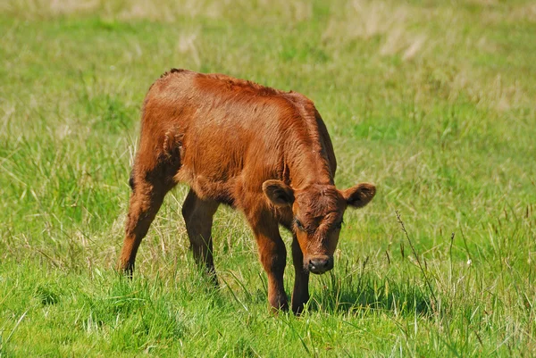 Longhorn Calf