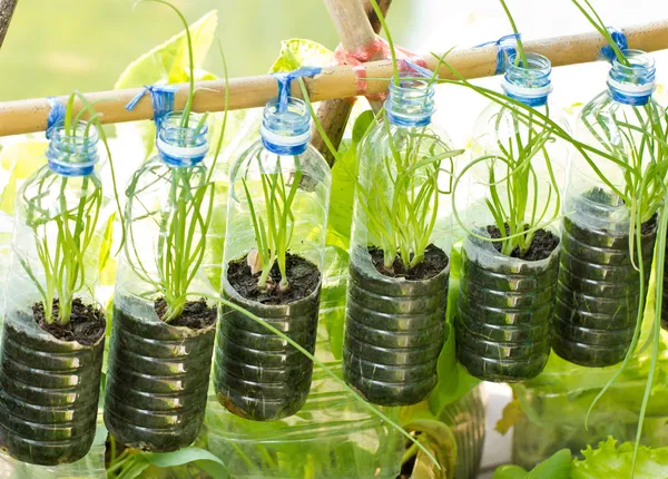 Spring onion grow in used water bottle