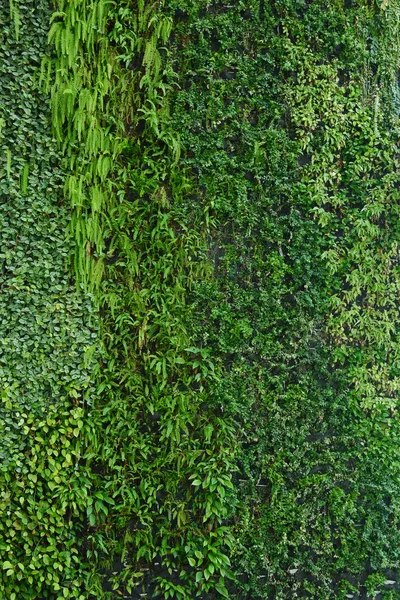 Vertical garden natural green leaf texture