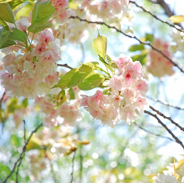 Sakura, cherry blossom in spring — Stock Photo #29981951