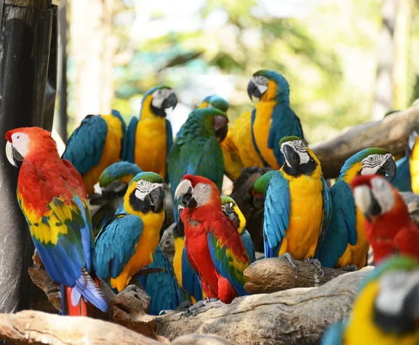 Macaws parrot bird on location