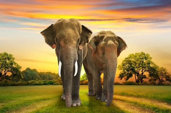 Elephants family on sunset
