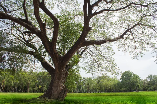 Spring meadow with big tree with fresh green leaves