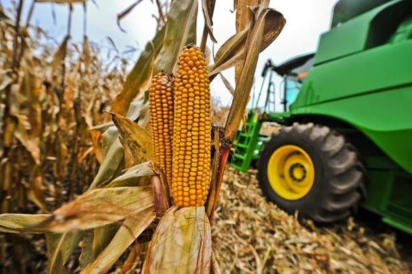 Removes corn harvester